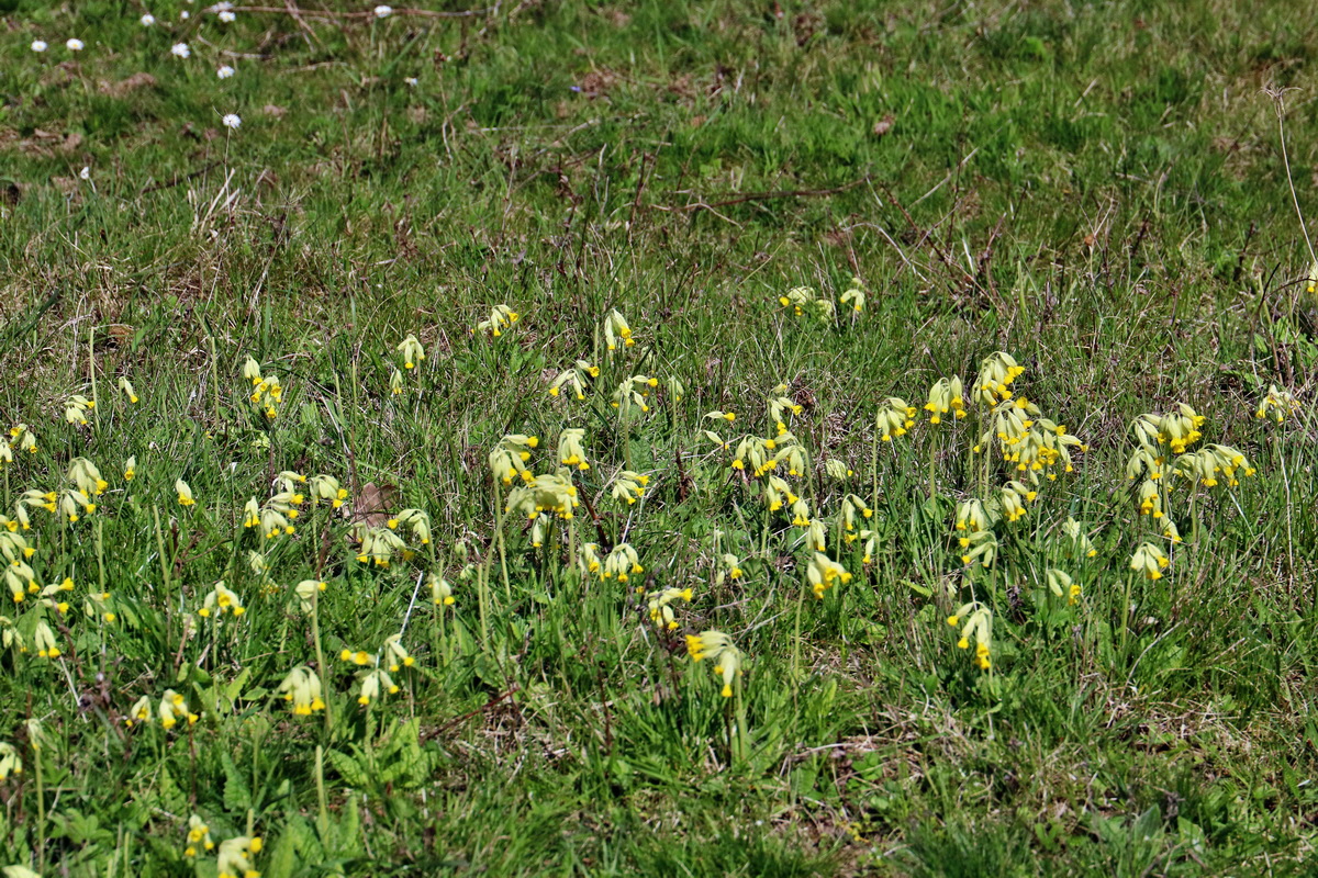 RNA-2017-04-10-00028168p_Bildgr��e �ndern