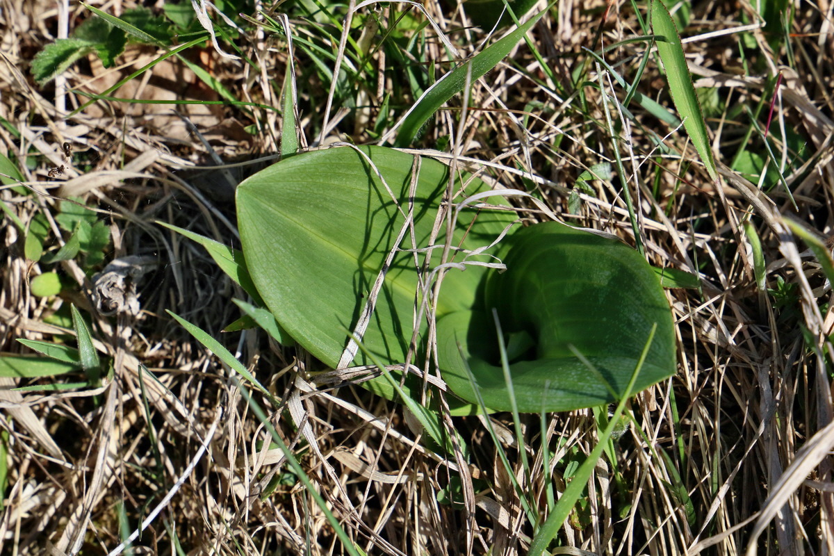 RNA-2017-04-10-00028182p_Bildgr��e �ndern