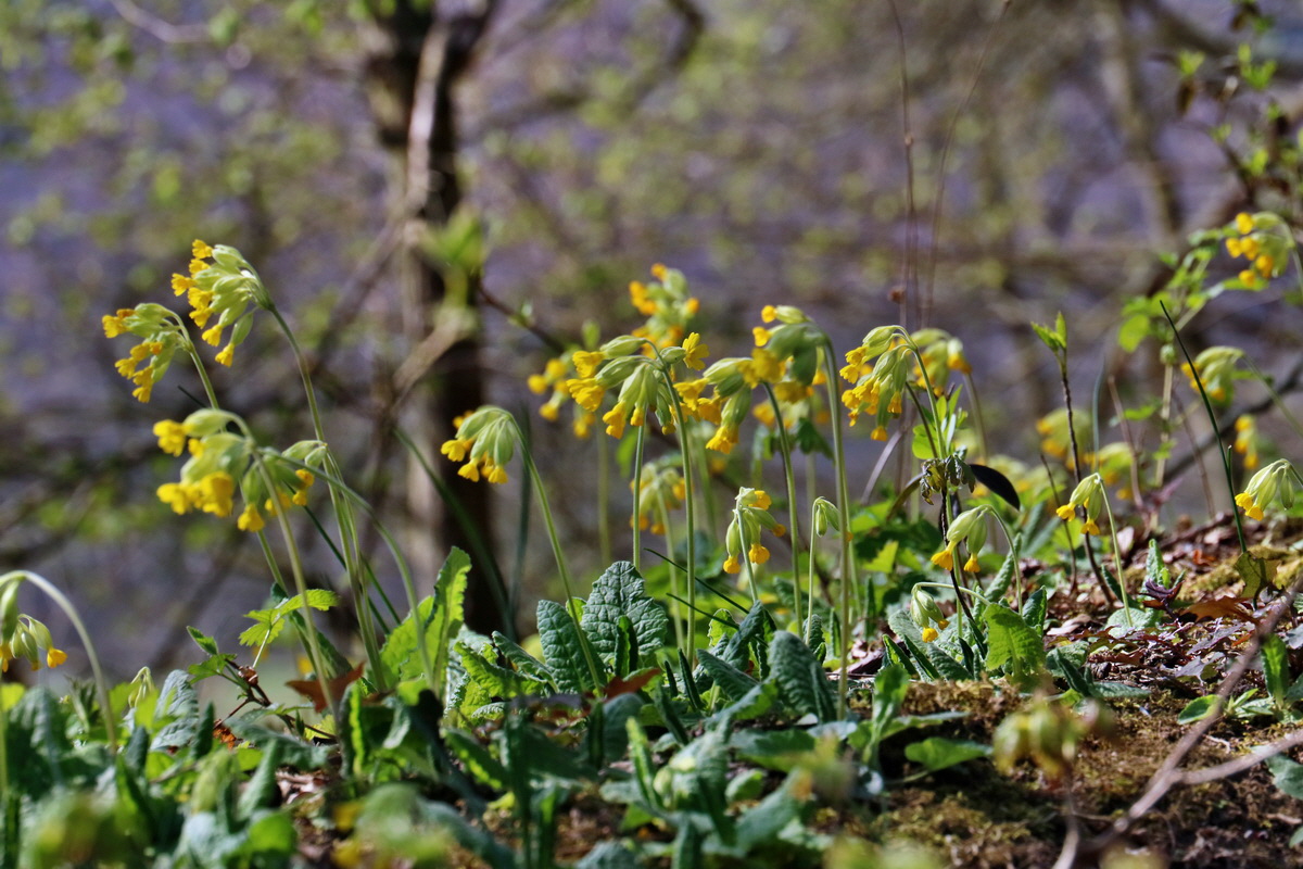 RNA-2017-04-10-00028185p_Bildgr��e �ndern