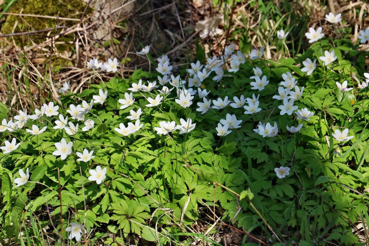 RNA-2017-04-10-00028188p_Bildgr��e �ndern