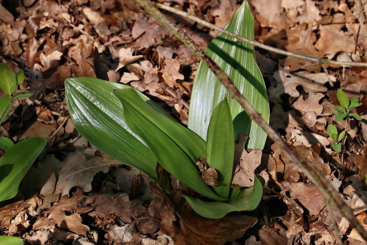 RNA-2017-04-10-00028189p_Bildgr��e �ndern