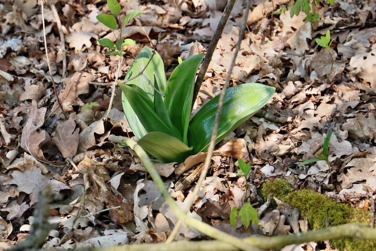 RNA-2017-04-10-00028192p_Bildgr��e �ndern