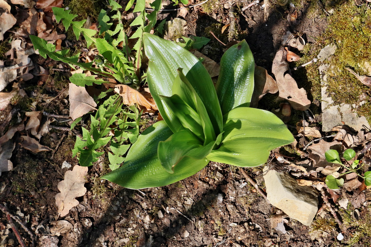 RNA-2017-04-10-00028194p_Bildgr��e �ndern