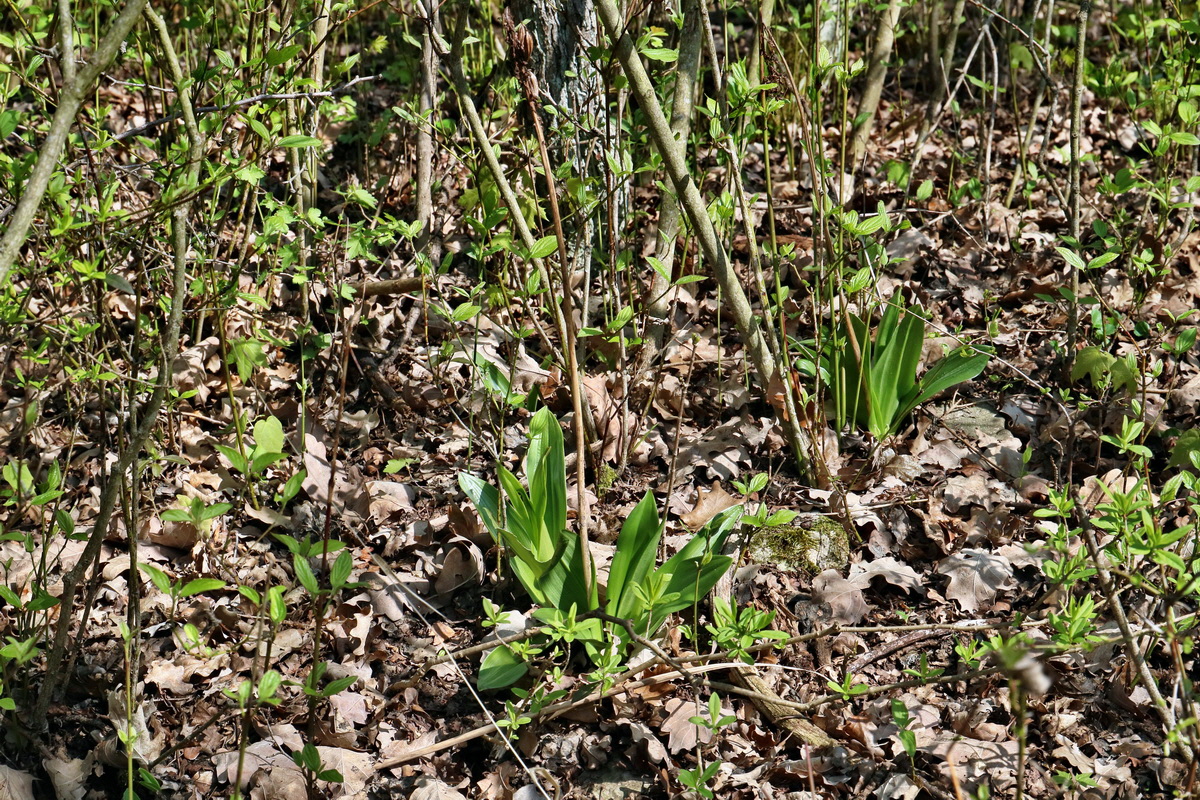 RNA-2017-04-10-00028197p_Bildgr��e �ndern