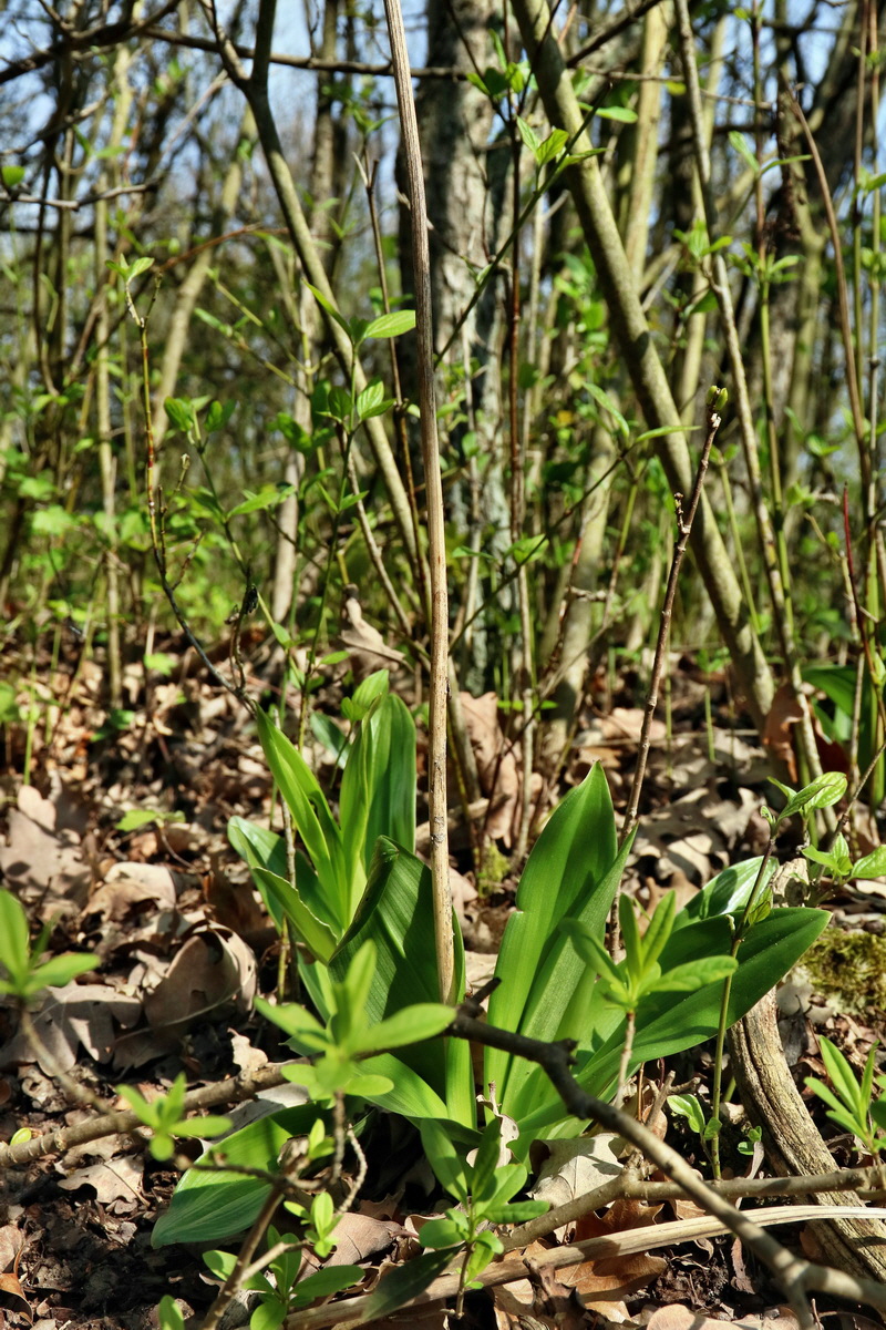 RNA-2017-04-10-00028203p_Bildgr��e �ndern