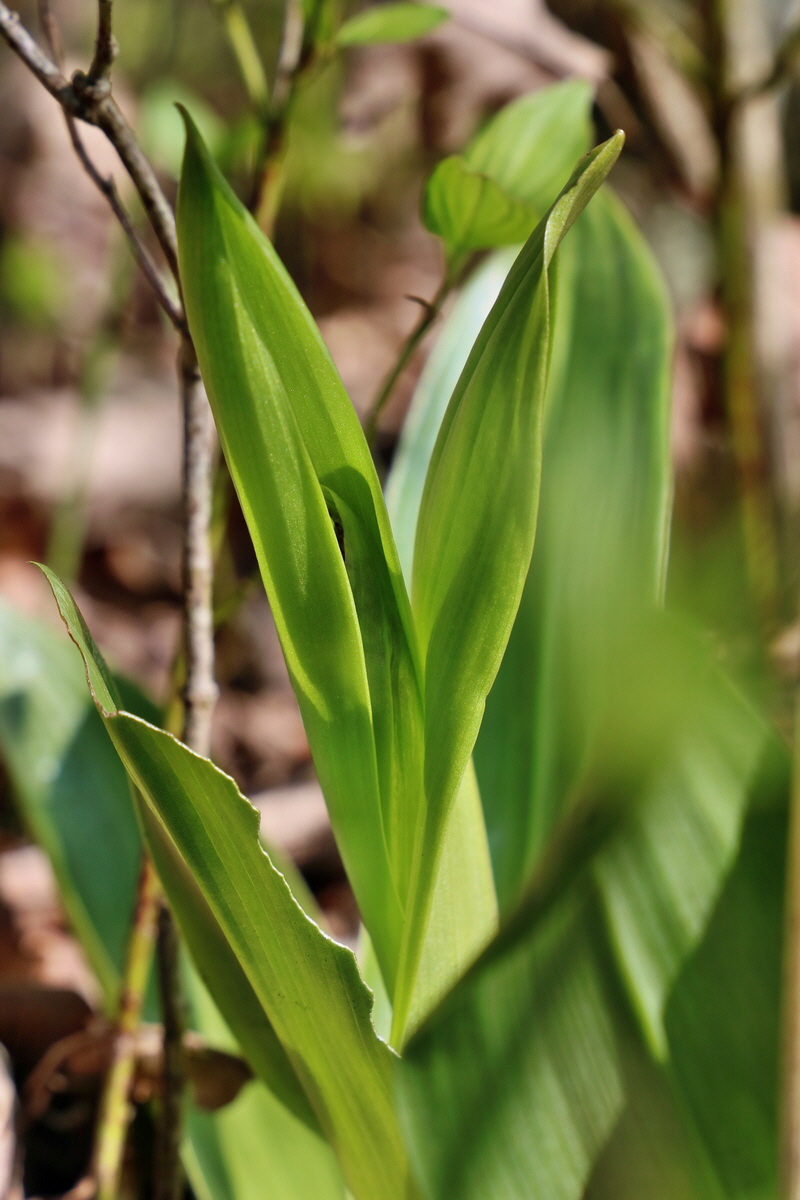 RNA-2017-04-10-00028209p_Bildgr��e �ndern