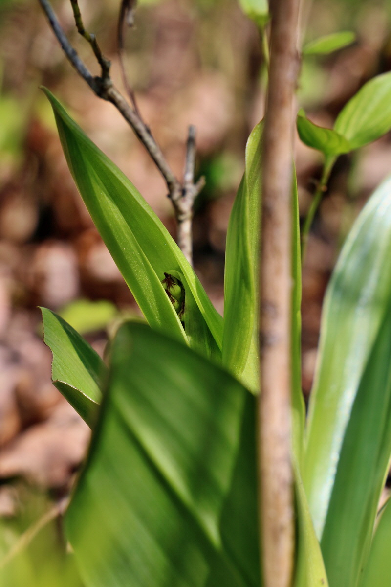 RNA-2017-04-10-00028210p_Bildgr��e �ndern