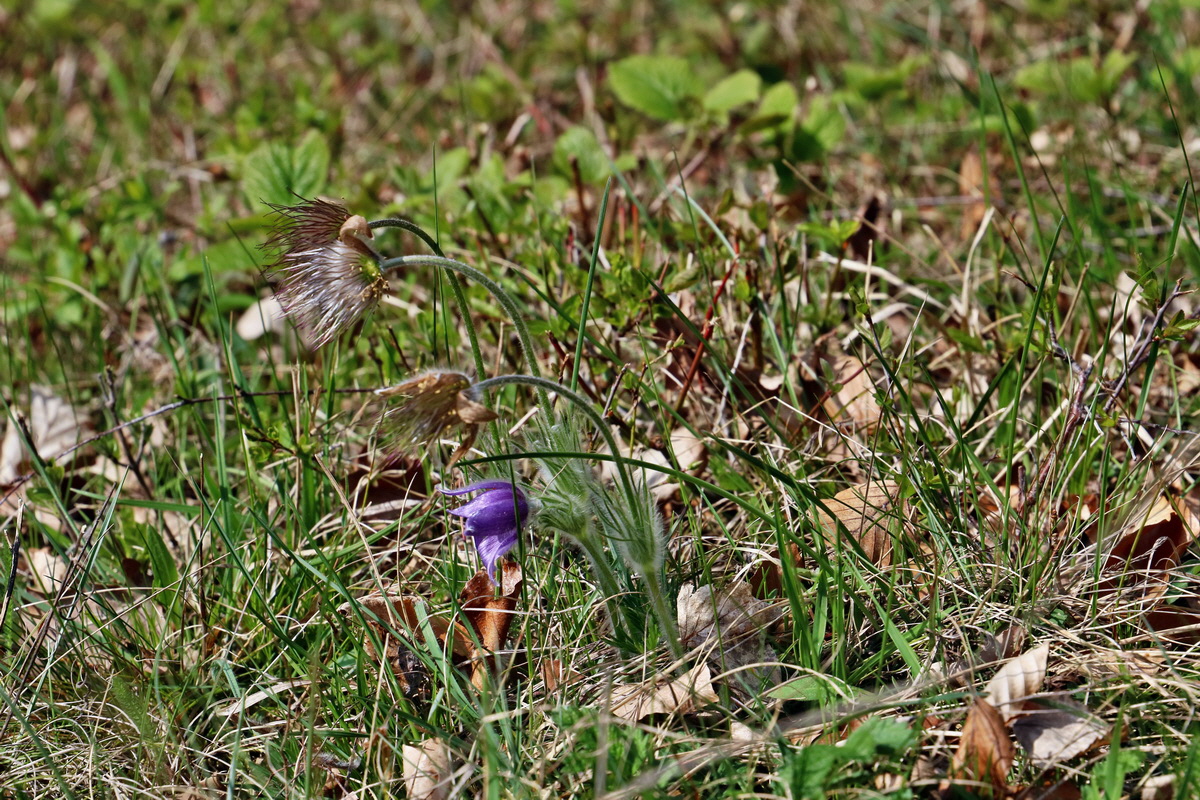 RNA-2017-04-10-00028218p_Bildgr��e �ndern