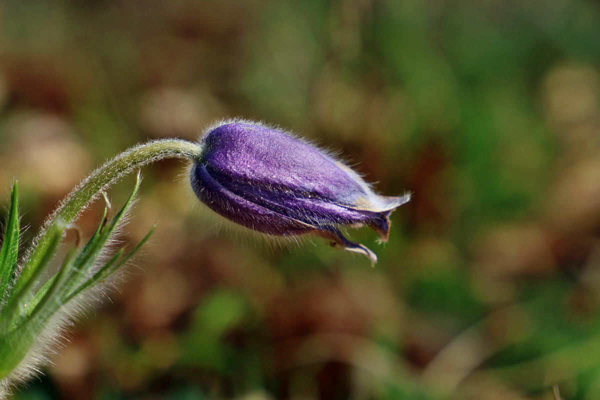 RNA-2017-04-10-00028219p_Bildgr��e �ndern