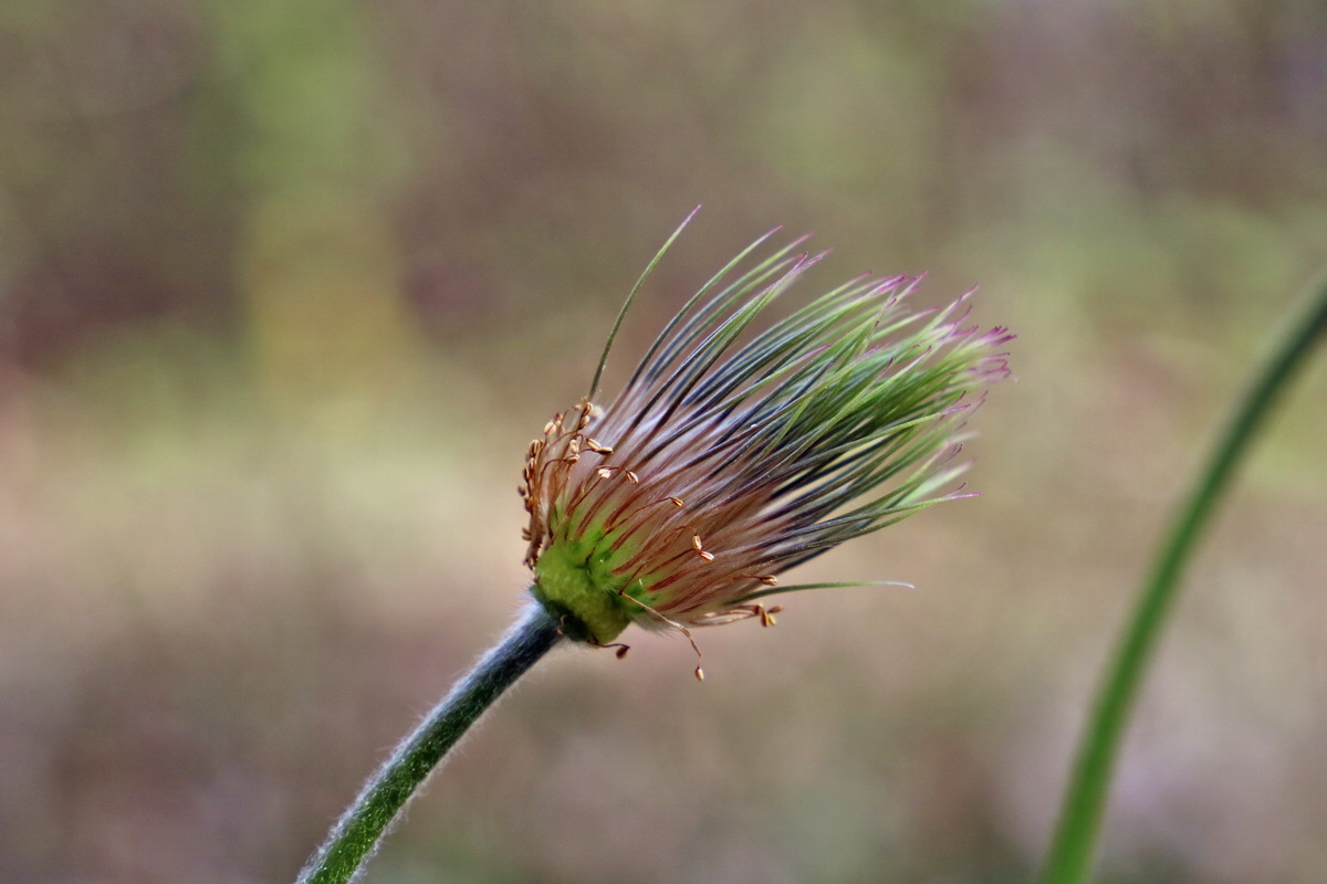 RNA-2017-04-10-00028221p_Bildgr��e �ndern