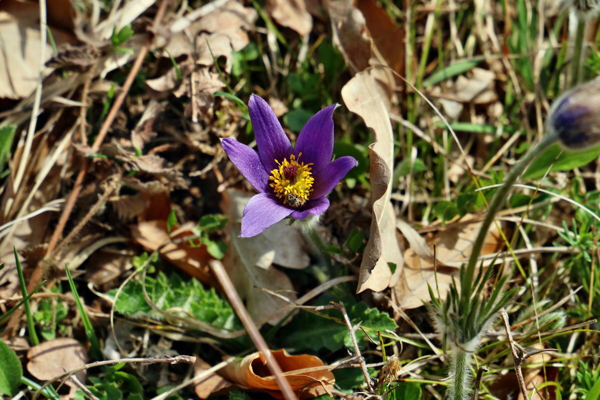 RNA-2017-04-10-00028223p_Bildgr��e �ndern