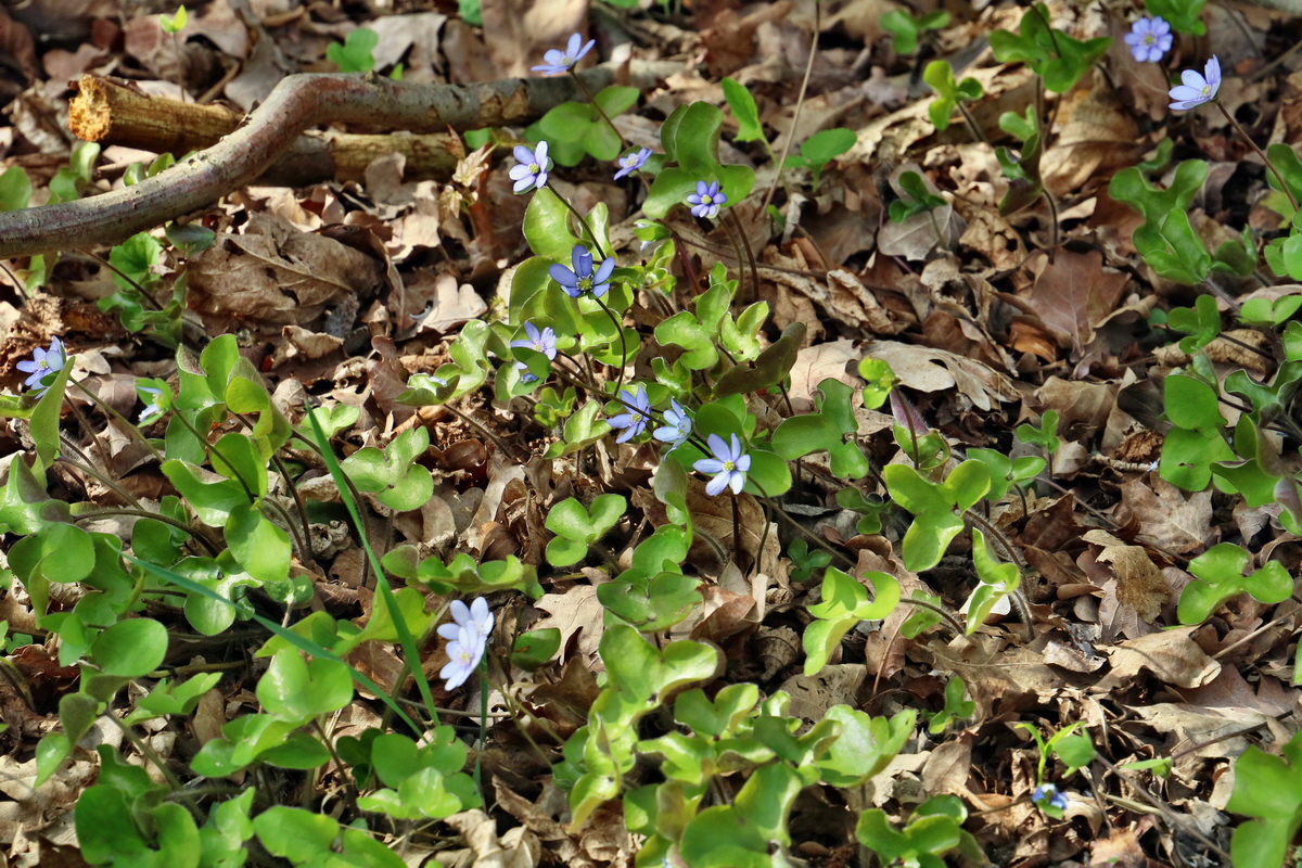 RNA-2017-04-10-00028226p_Bildgr��e �ndern