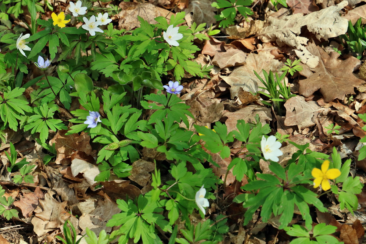 RNA-2017-04-10-00028231p_Bildgr��e �ndern