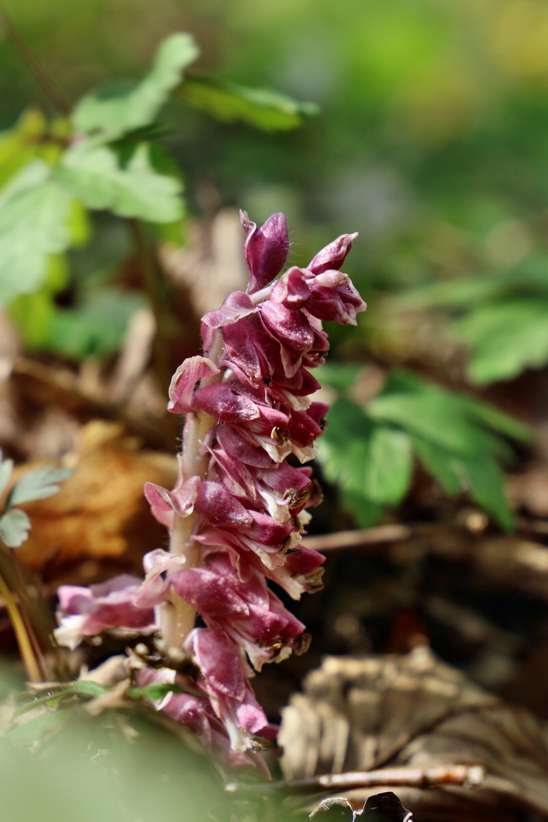 RNA-2017-04-10-00028238p_Bildgr��e �ndern