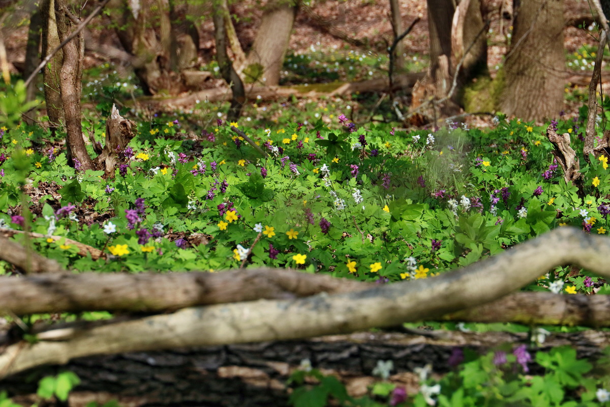 RNA-2017-04-10-00028243p_Bildgr��e �ndern