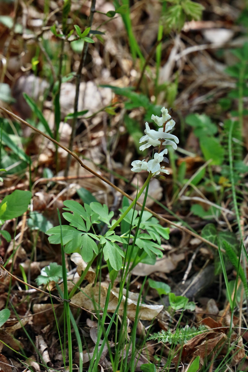 RNA-2017-04-10-00028250p_Bildgr��e �ndern