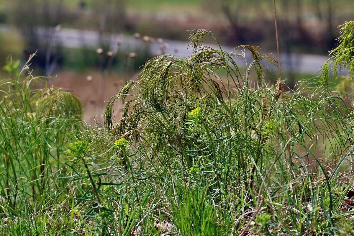 RNA-2017-04-10-00028252p_Bildgr��e �ndern