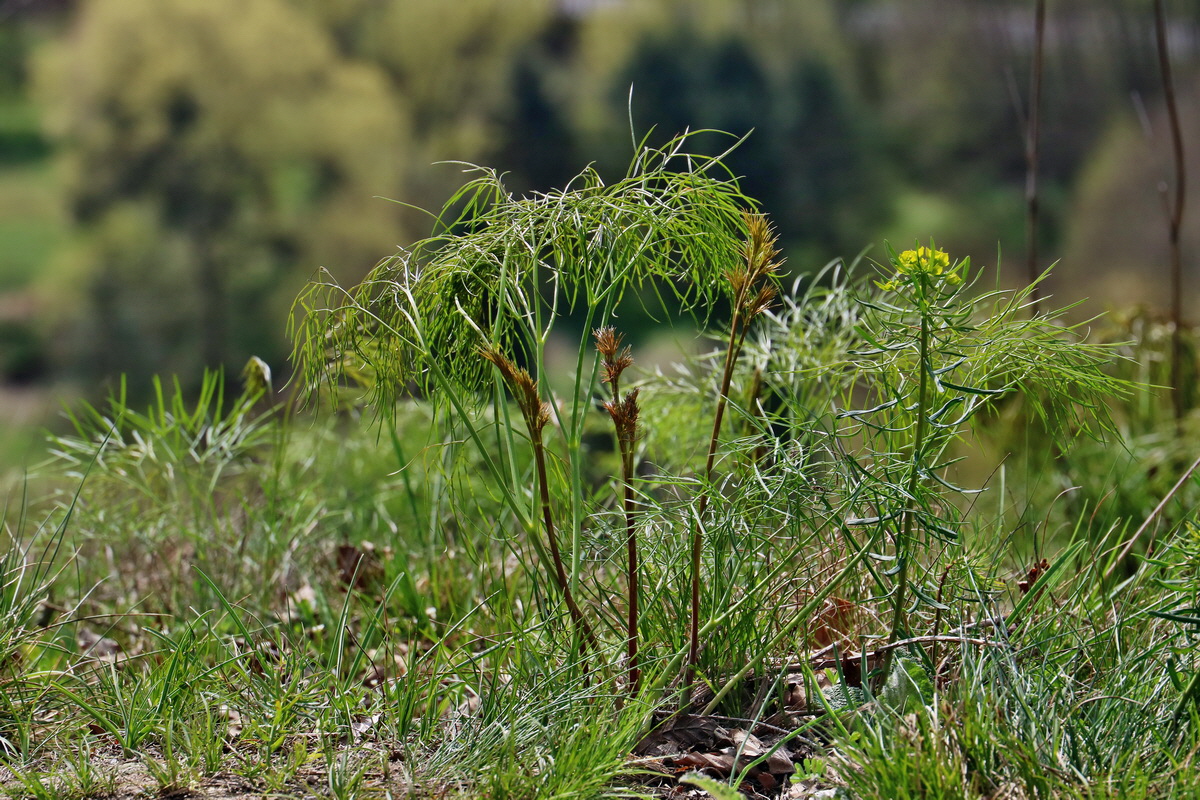 RNA-2017-04-10-00028255p_Bildgr��e �ndern