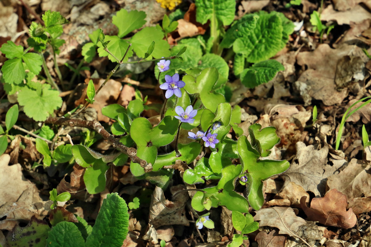 RNA-2017-04-10-00028261p_Bildgr��e �ndern