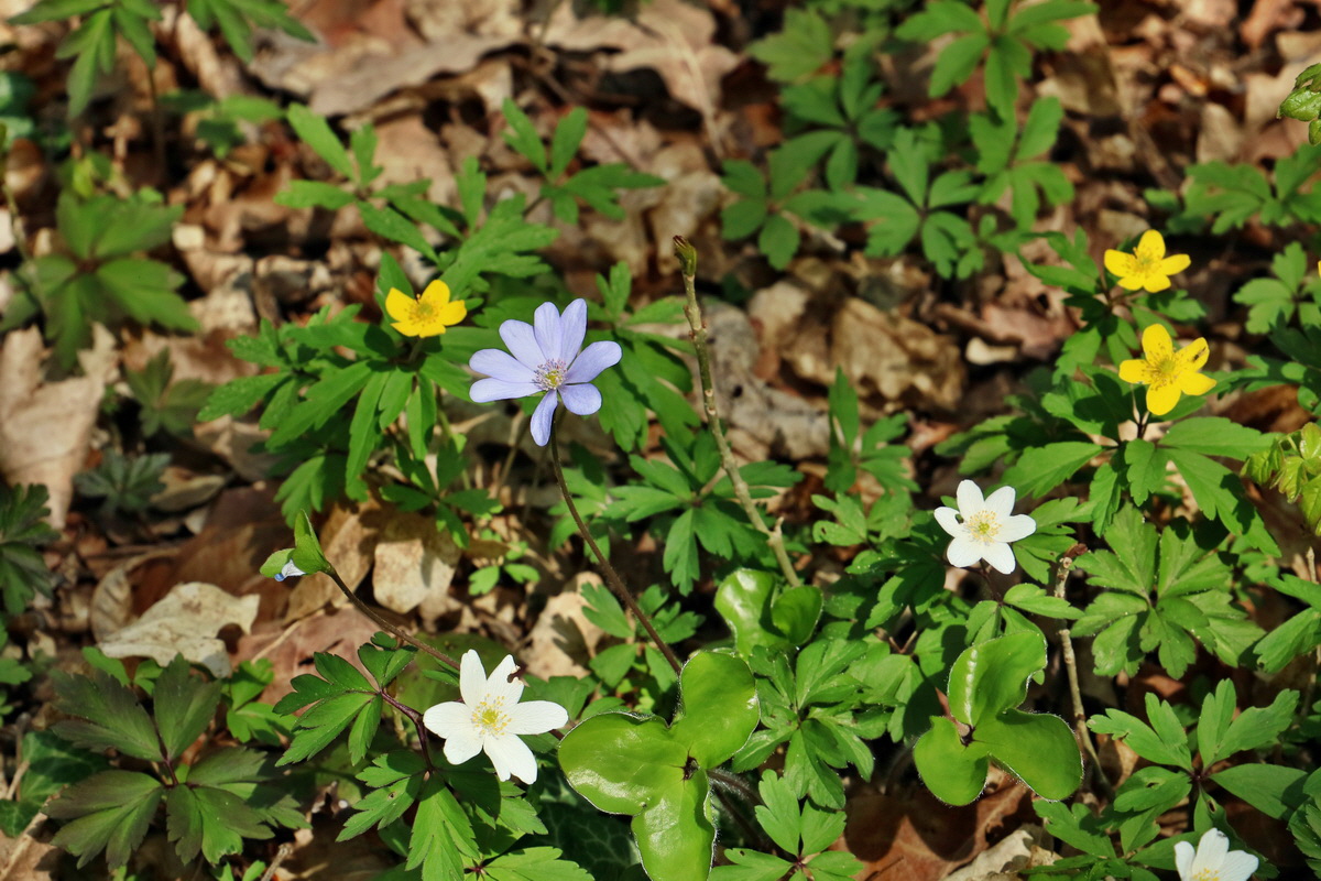 RNA-2017-04-10-00028263p_Bildgr��e �ndern