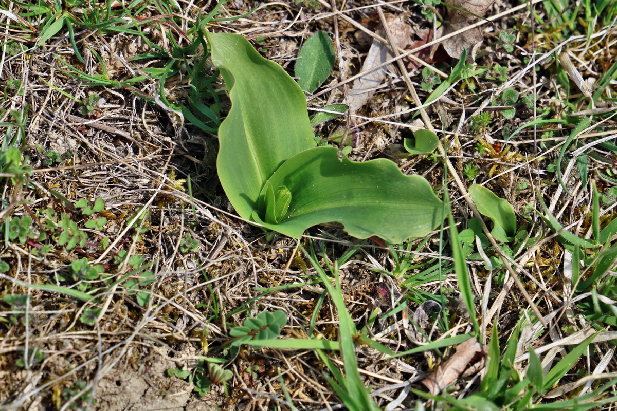 RNA-2017-04-10-00028265p_Bildgr��e �ndern