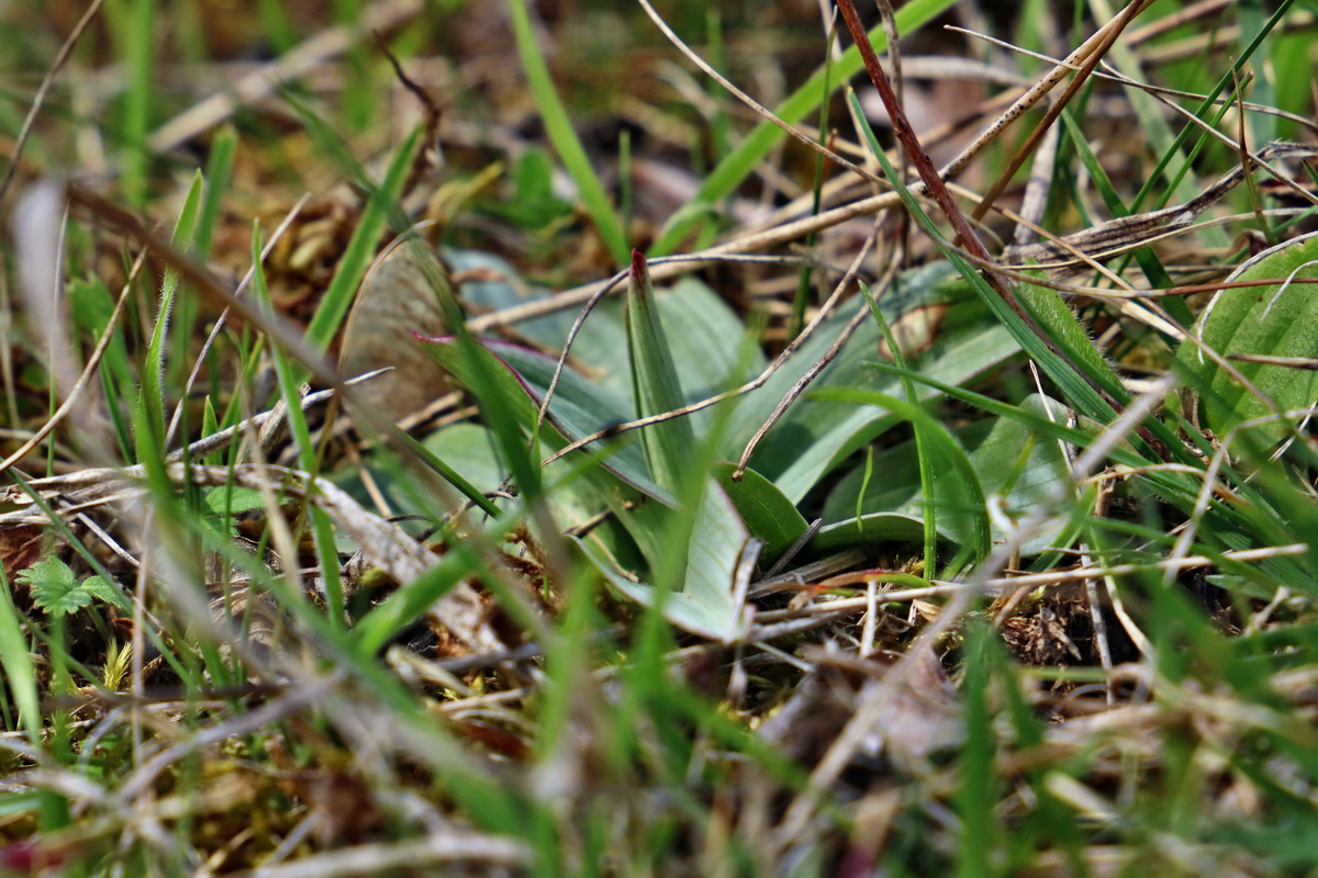 RNA-2017-04-10-00028268p_Bildgr��e �ndern