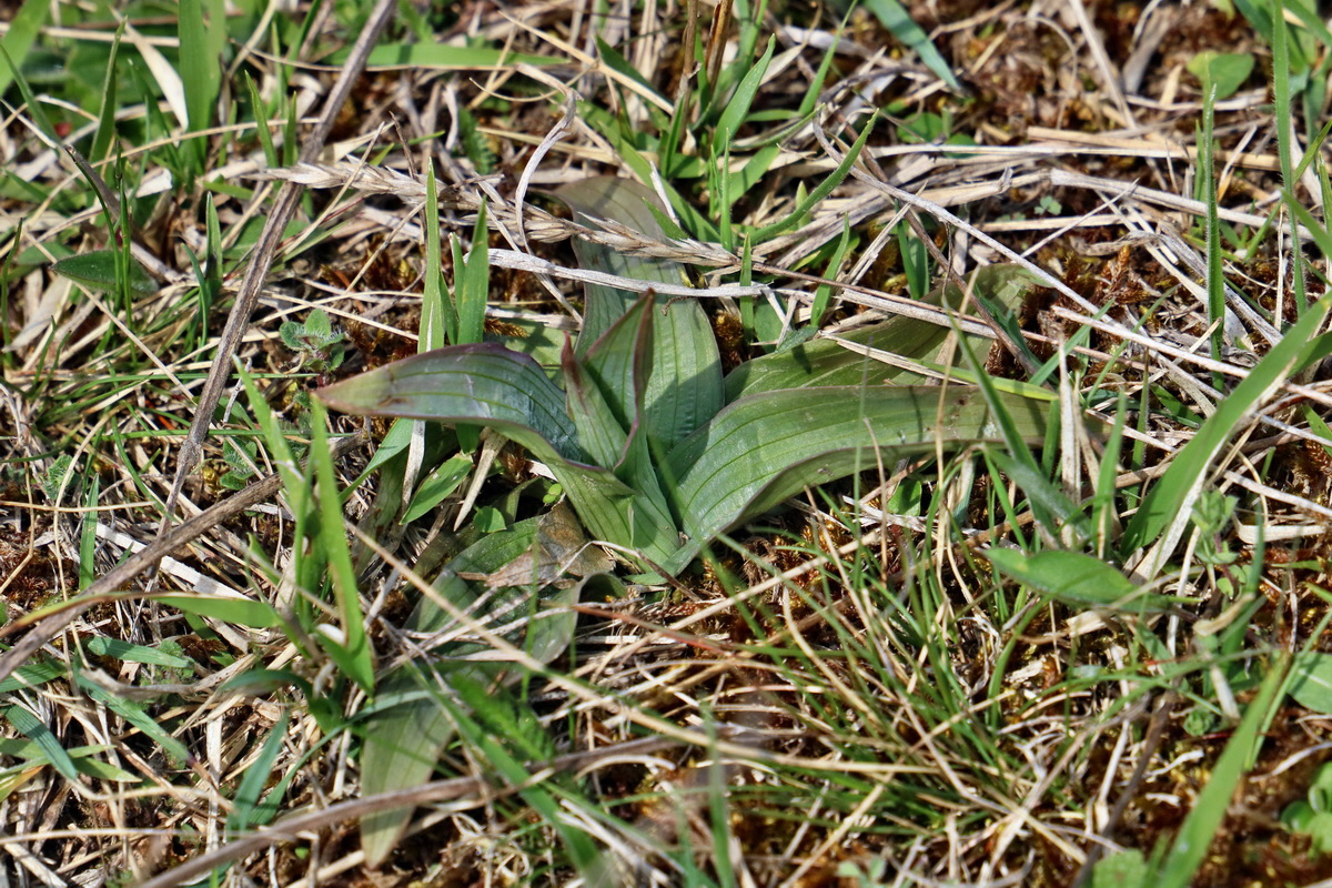 RNA-2017-04-10-00028274p_Bildgr��e �ndern