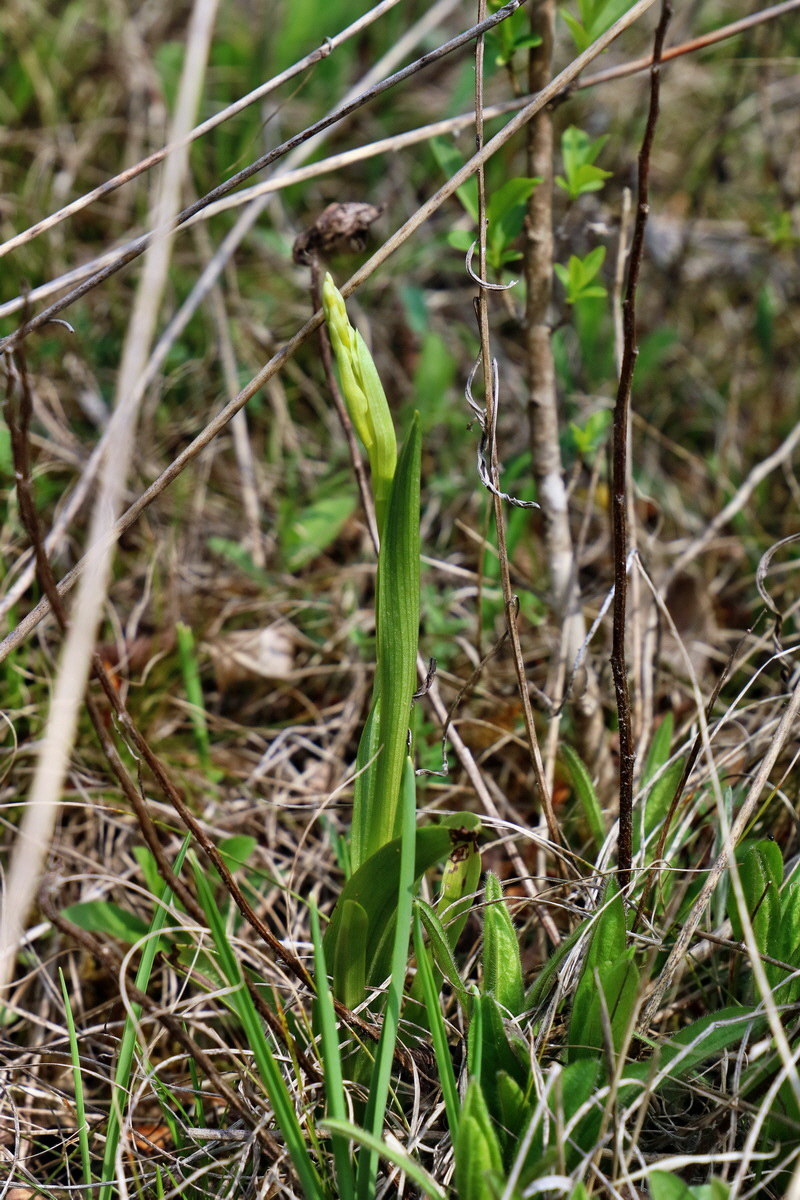 RNA-2017-04-10-00028286p_Bildgr��e �ndern