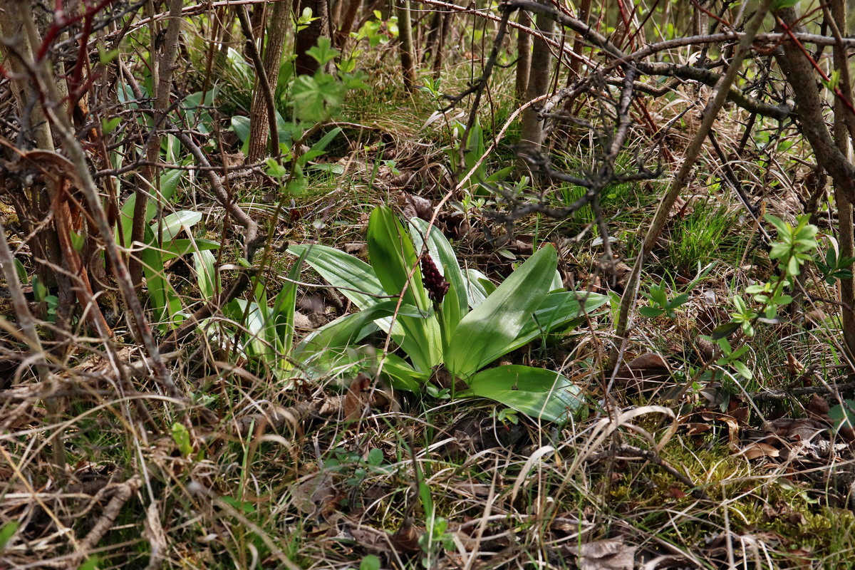 RNA-2017-04-10-00028297p_Bildgr��e �ndern