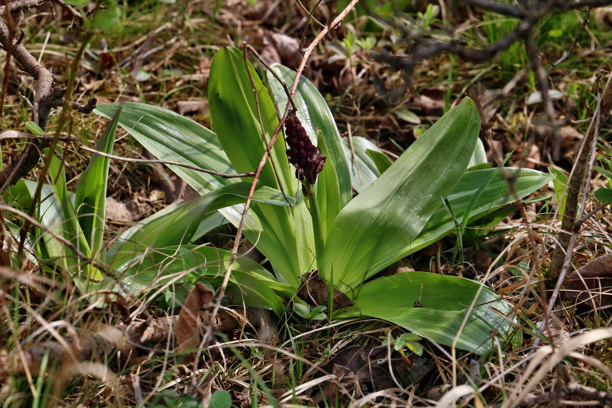 RNA-2017-04-10-00028299p_Bildgr��e �ndern