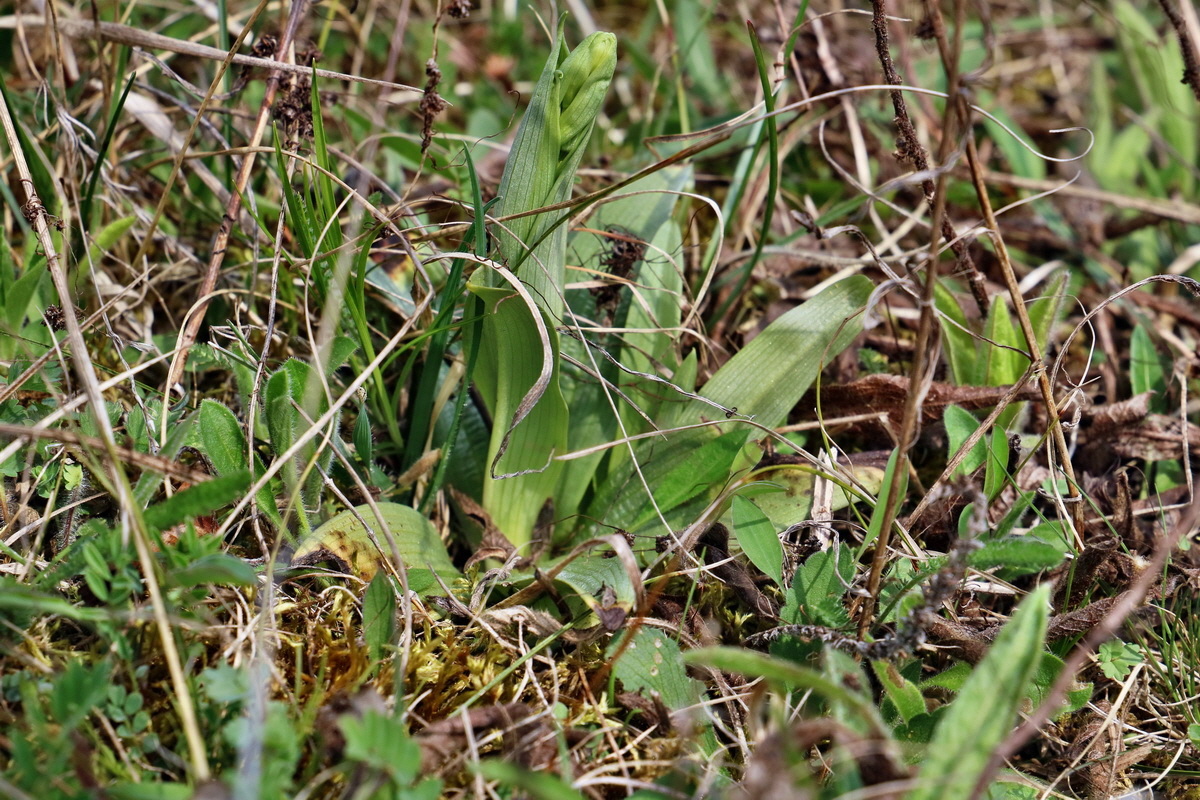 RNA-2017-04-10-00028303p_Bildgr��e �ndern