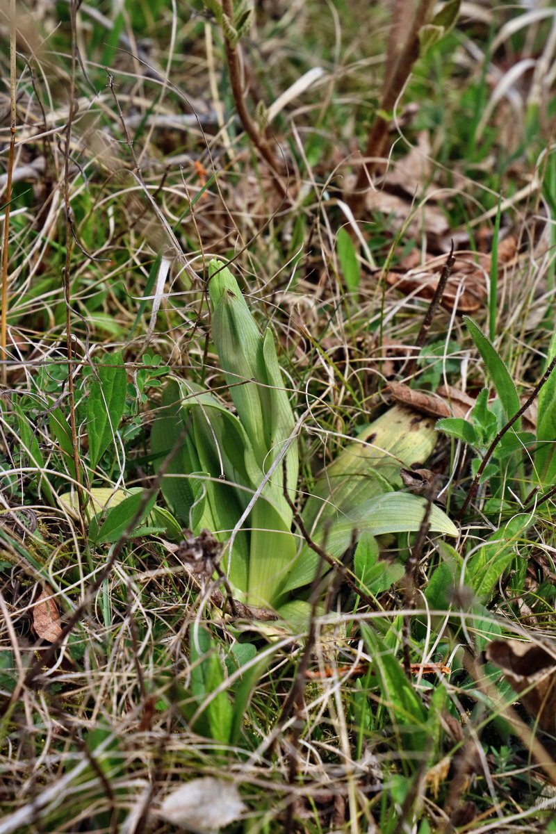 RNA-2017-04-10-00028308p_Bildgr��e �ndern