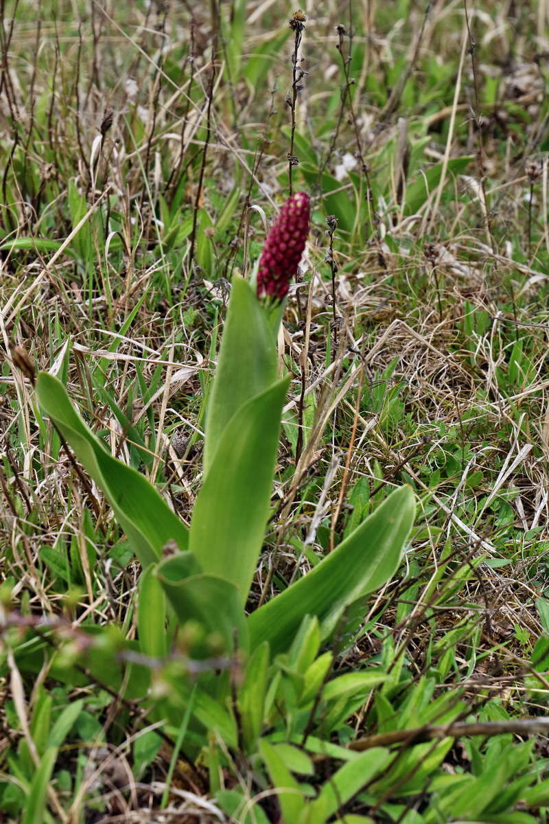 RNA-2017-04-10-00028312p_Bildgr��e �ndern