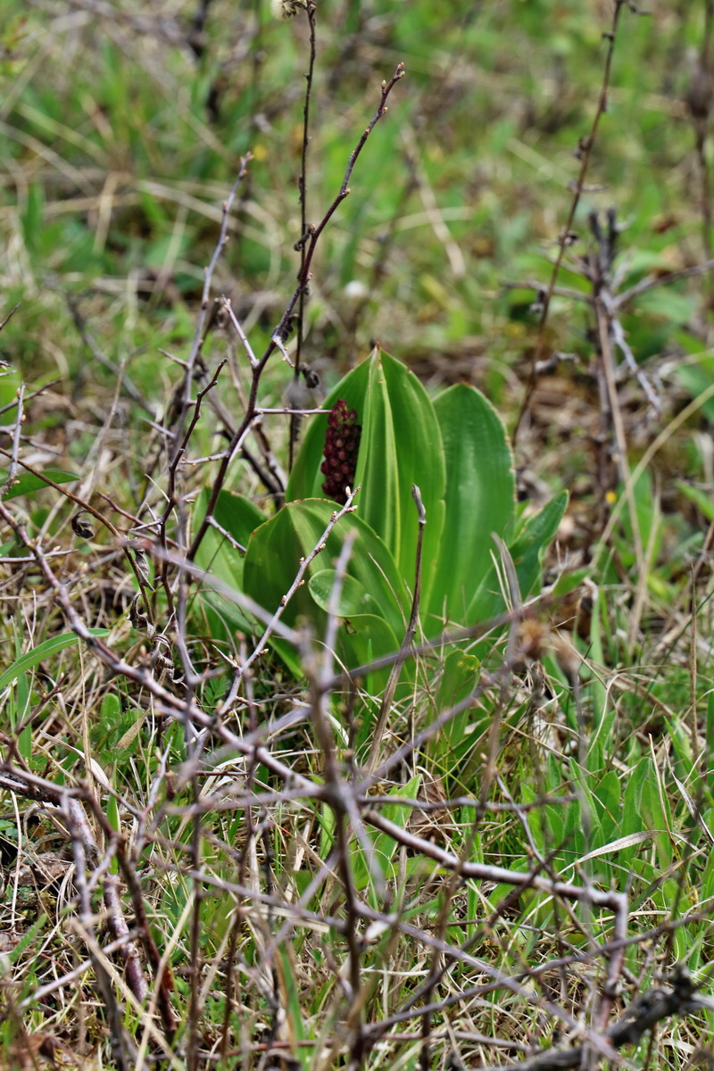 RNA-2017-04-10-00028315p_Bildgr��e �ndern