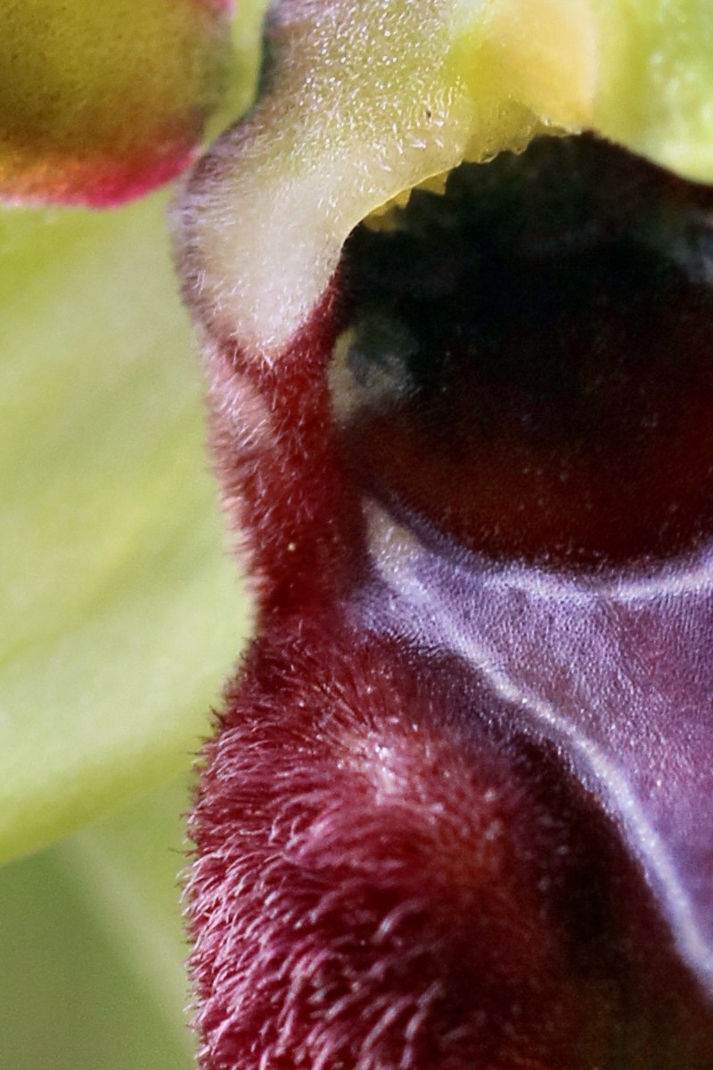 RNA-2017-04-10-00028337pa