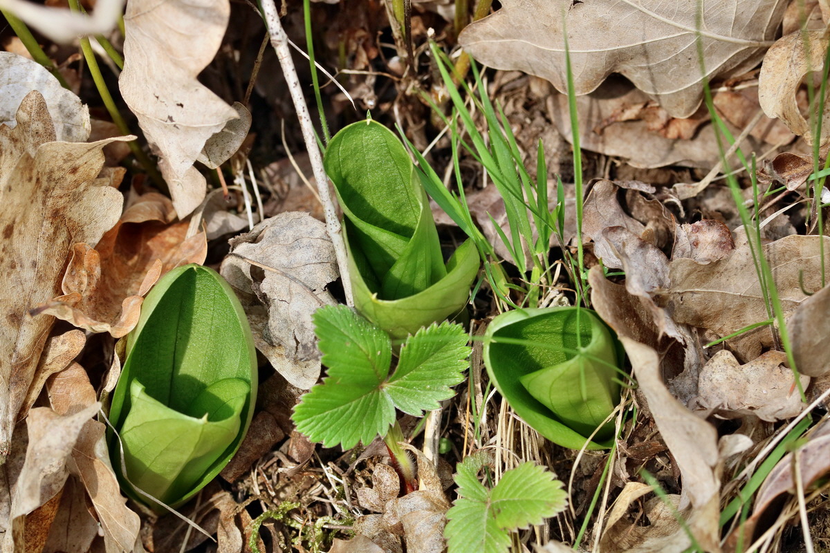 RNA-2017-04-10-00028349p_Bildgr��e �ndern