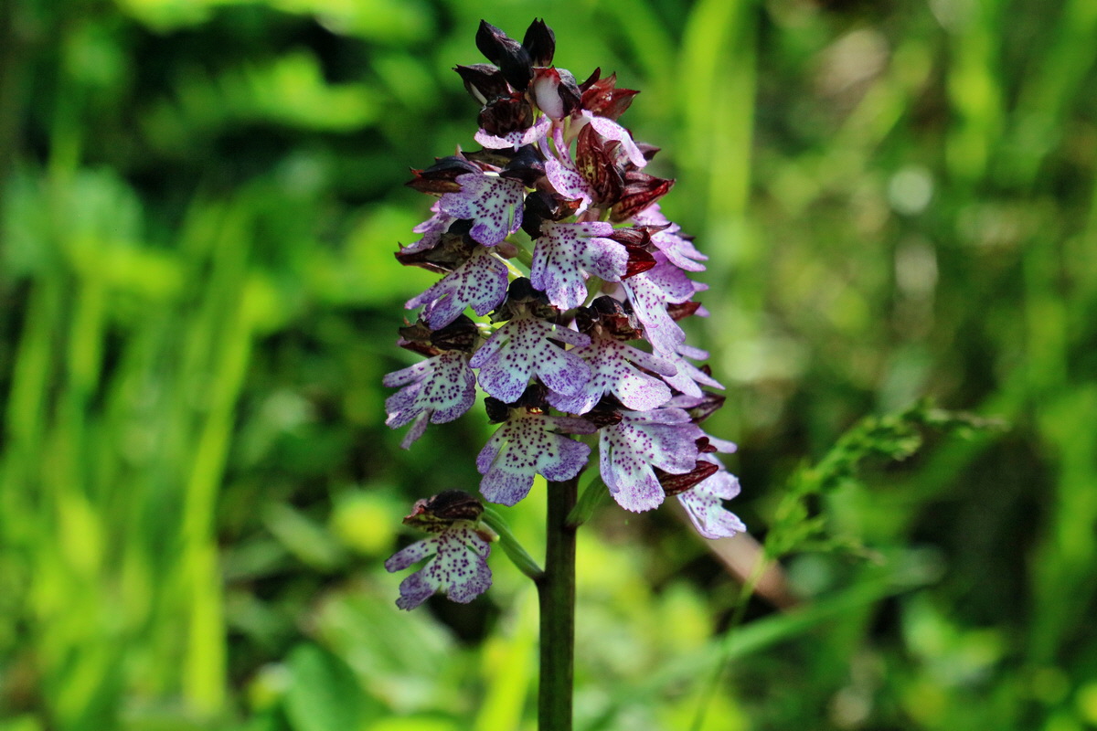 RNA_2017_05_13_3423p_Bildgr��e �ndern