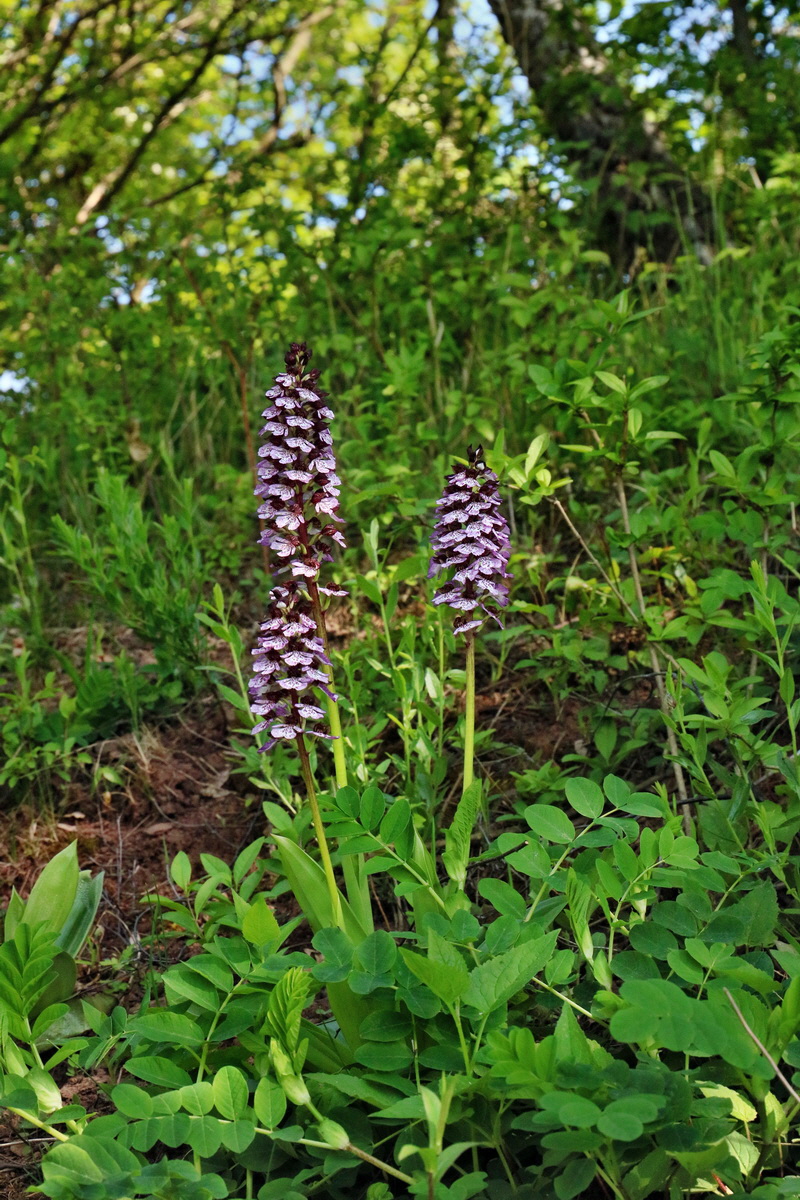 RNA_2017_05_13_3426p_Bildgr��e �ndern