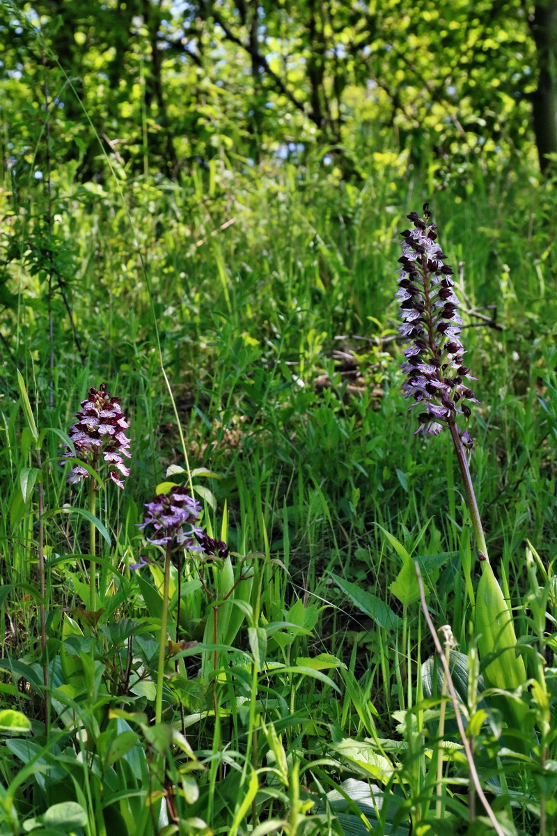 RNA_2017_05_13_3430p_Bildgr��e �ndern