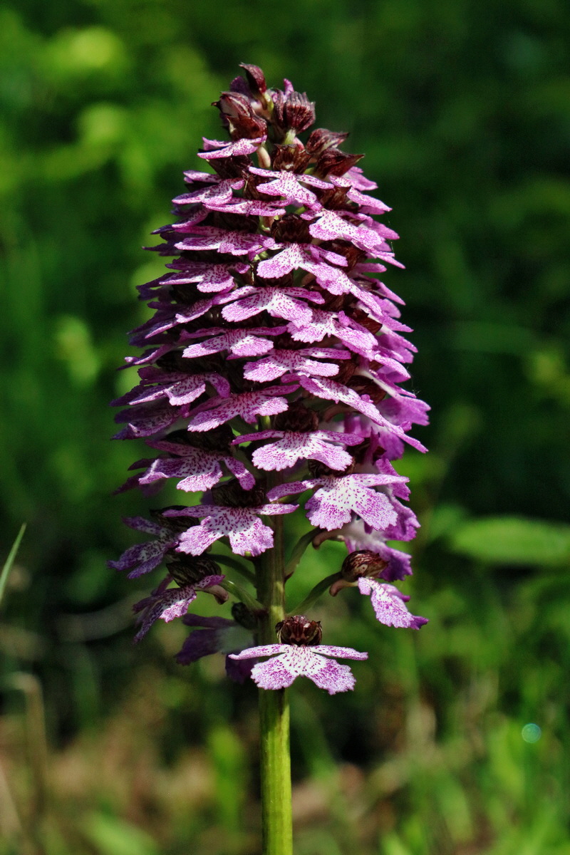 RNA_2017_05_13_3432p_Bildgr��e �ndern