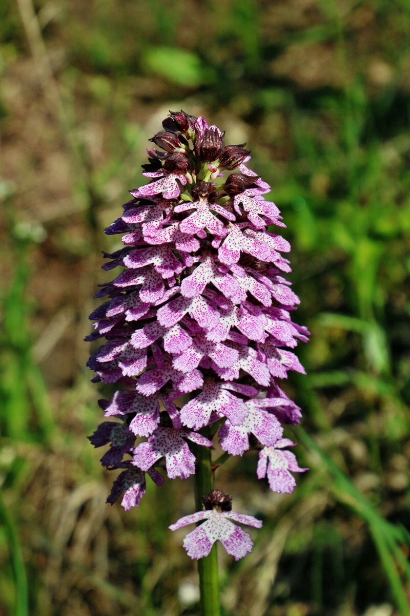 RNA_2017_05_13_3436p_Bildgr��e �ndern