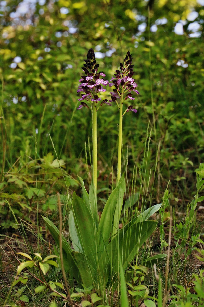 RNA_2017_05_13_3439p_Bildgr��e �ndern