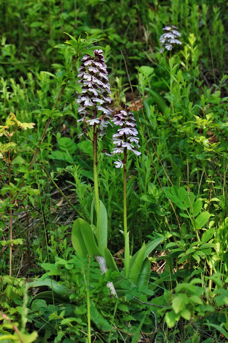 RNA_2017_05_13_3443p_Bildgr��e �ndern