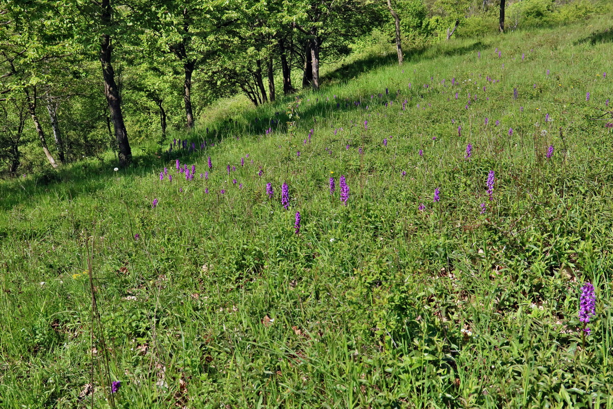 RNA_2017_05_13_3446p_Bildgr��e �ndern