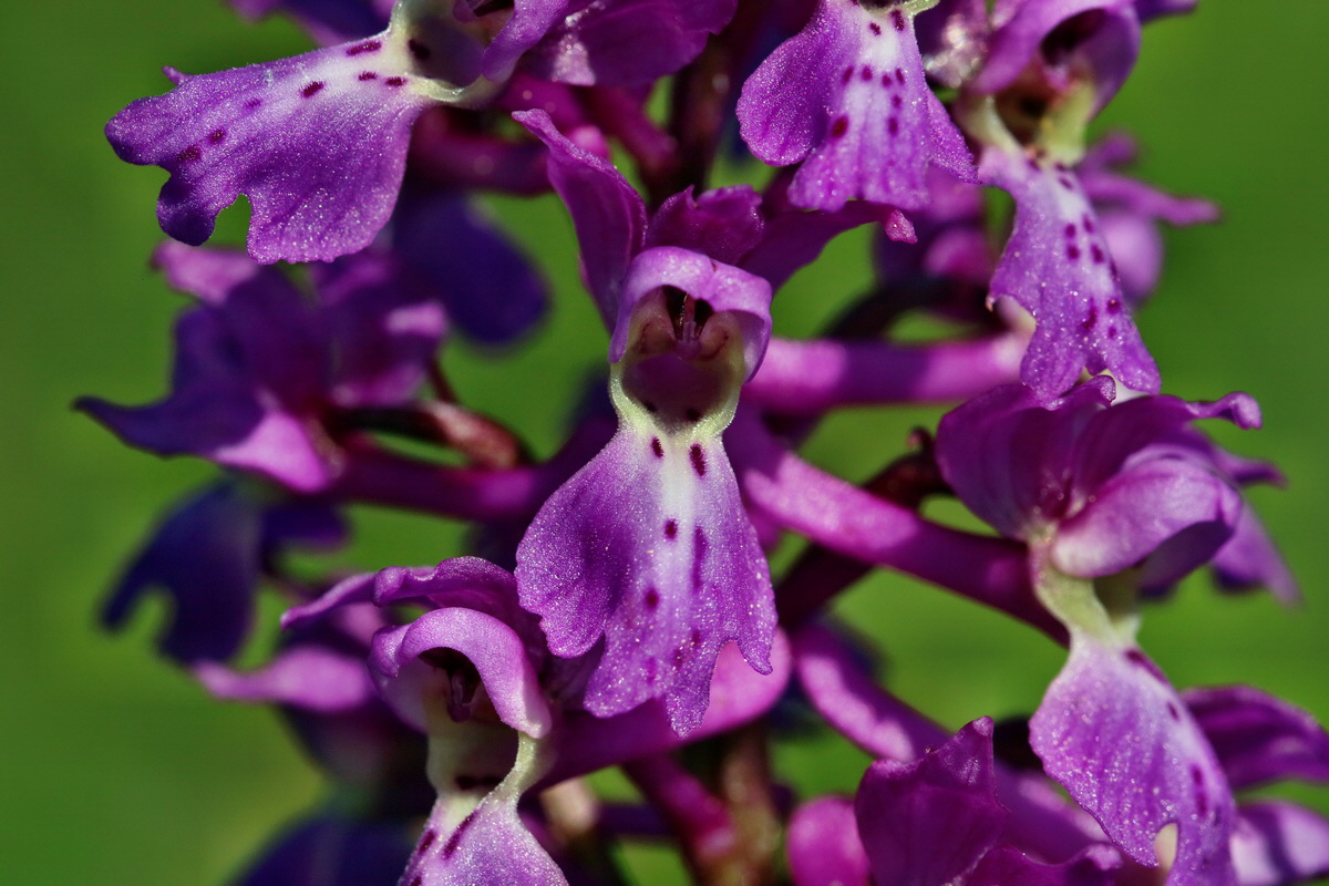 RNA_2017_05_13_3452p_Bildgr��e �ndern