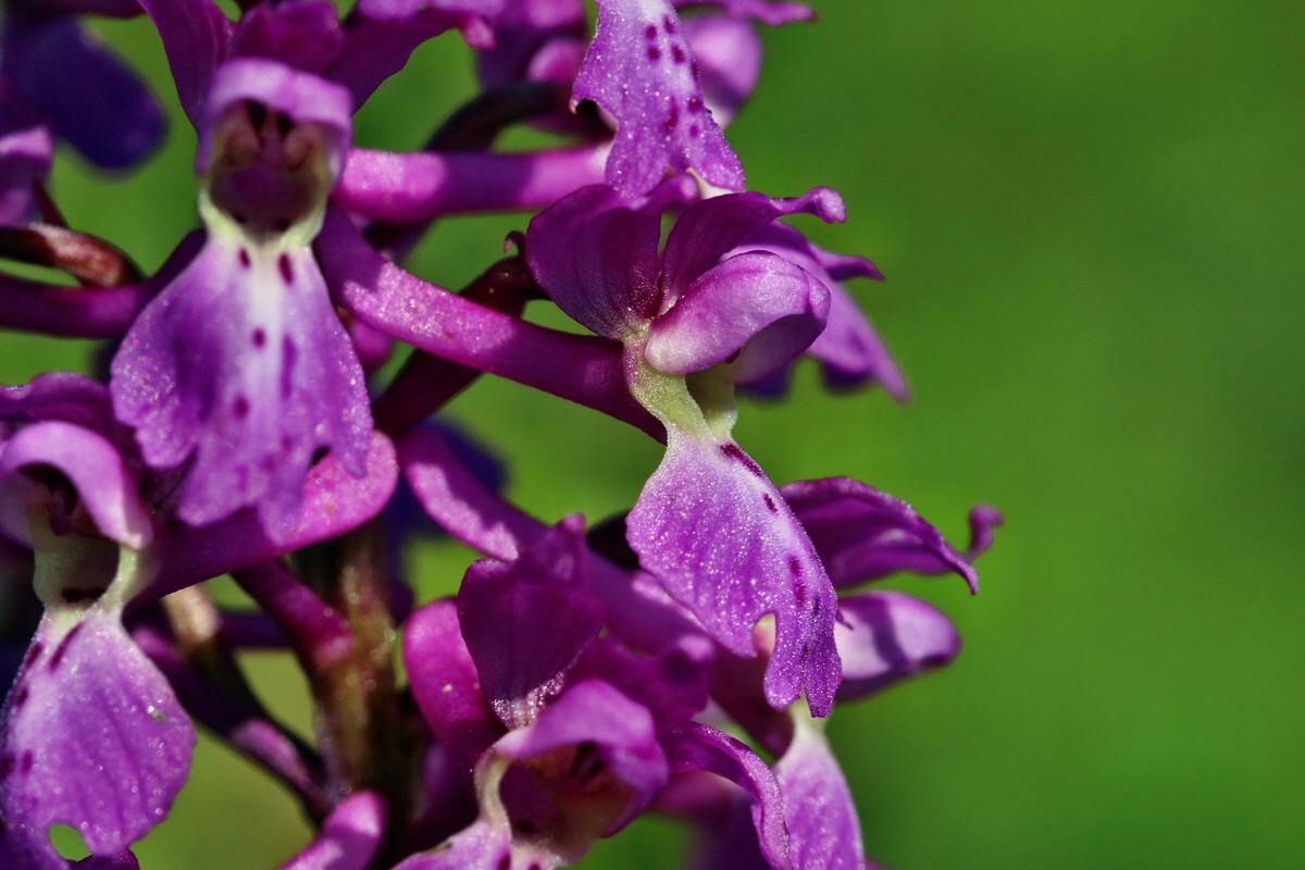 RNA_2017_05_13_3458p_Bildgr��e �ndern