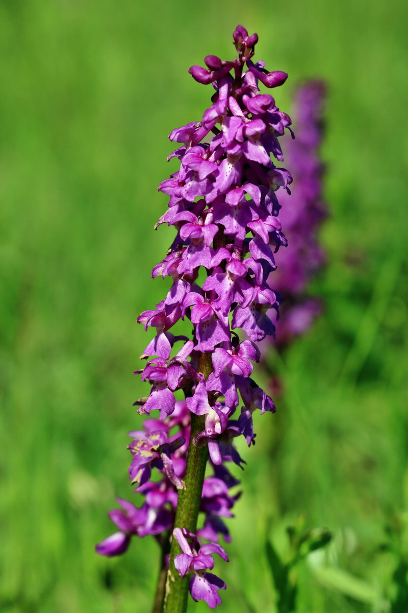 RNA_2017_05_13_3470p_Bildgr��e �ndern