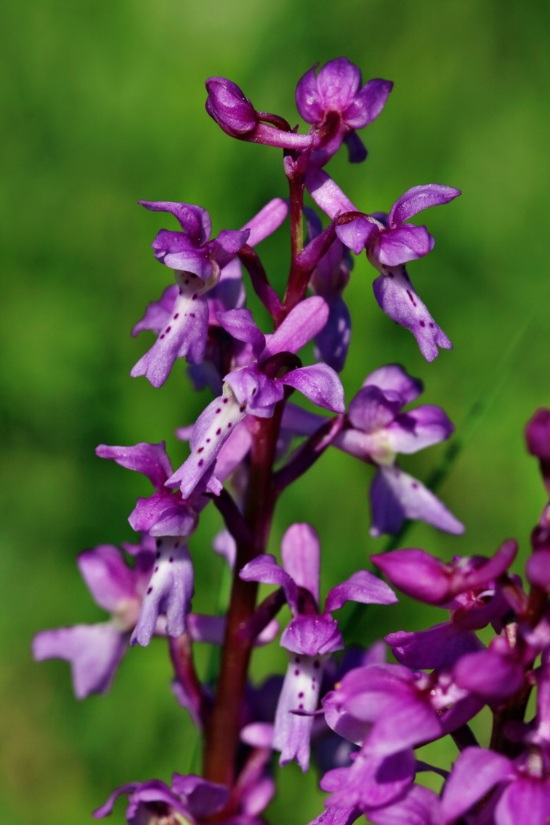 RNA_2017_05_13_3473p_Bildgr��e �ndern