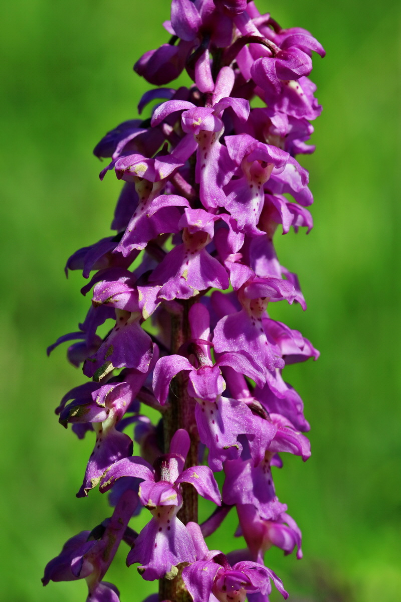 RNA_2017_05_13_3477p_Bildgr��e �ndern