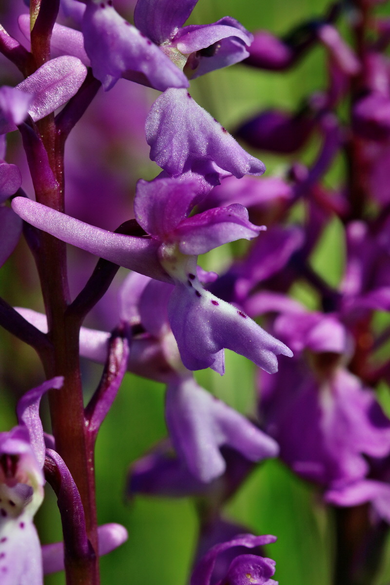 RNA_2017_05_13_3481p_Bildgr��e �ndern